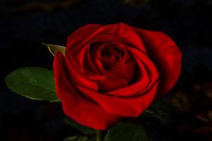 A Red Rose wallpaper thumb