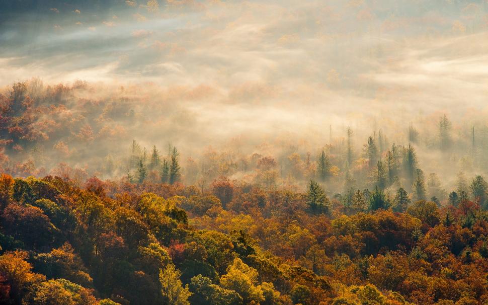 Morning, autumn forest fog wallpaper,Morning HD wallpaper,Autumn HD wallpaper,Forest HD wallpaper,Fog HD wallpaper,1920x1200 wallpaper