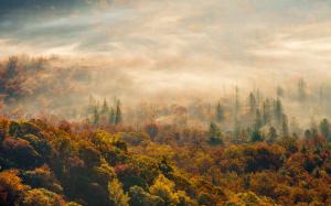 Morning, autumn forest fog wallpaper thumb