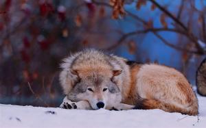 Wolf sitting down in the snow wallpaper thumb