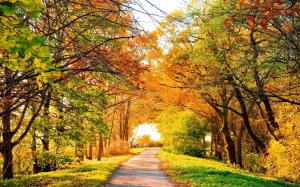 Beautiful autumn park, trees, path, yellow leaves wallpaper thumb