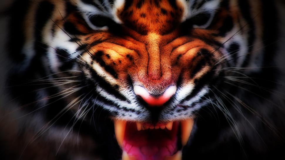 Tiger Teeth HD wallpaper,animals HD wallpaper,tiger HD wallpaper,teeth HD wallpaper,1920x1080 wallpaper