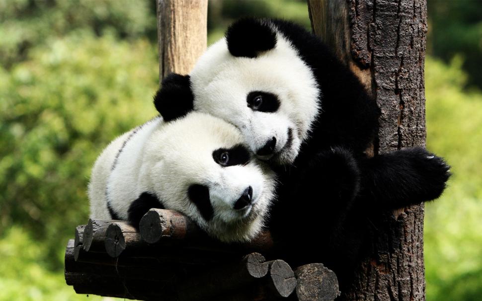 Panda Bears in Love wallpaper,panda bears HD wallpaper,bear HD wallpaper,panda HD wallpaper,1920x1200 wallpaper