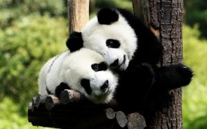Panda Bears in Love wallpaper thumb