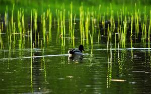 Lake, reed, duck, water wallpaper thumb