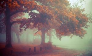 Nature, Mist, Landscape, Morning, Fall, Leaves, Trees, Road wallpaper thumb