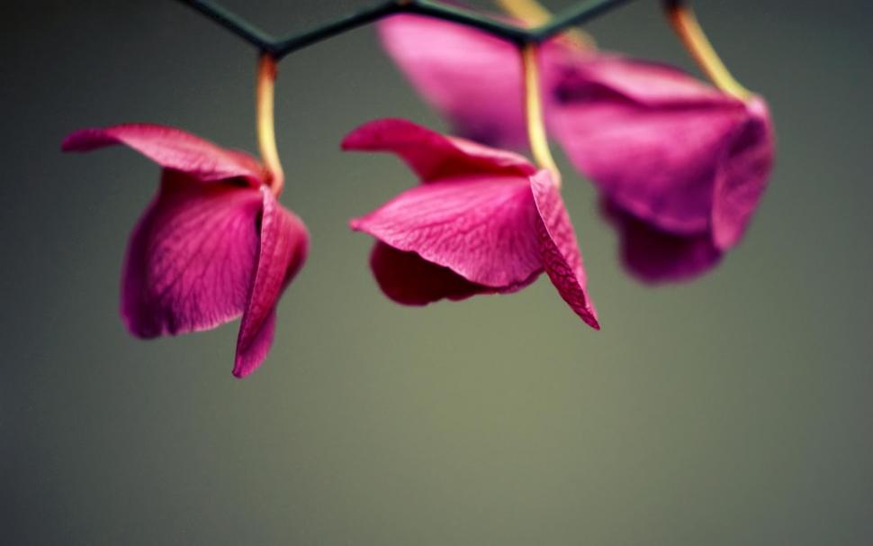 Hanging_flowers wallpaper,photography HD wallpaper,nature HD wallpaper,flowers HD wallpaper,beauty HD wallpaper,3d & abstract HD wallpaper,1920x1200 wallpaper