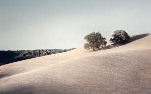 Photography, Landscape, Nature, Filter, Field, Trees, Clear Sky, Muted wallpaper thumb