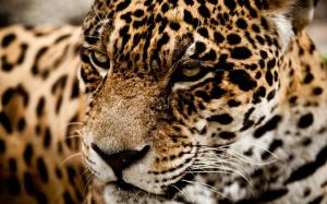 Jaguar Wild Cat Muzzle 1080p wallpaper thumb
