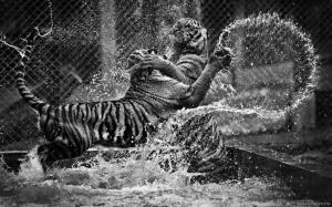 Tigers Playing In Water wallpaper thumb