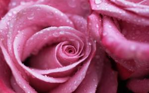 Rose Flower Macro Water Drops Pink HD wallpaper thumb