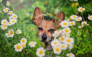 Dog, daisies, flowers wallpaper thumb