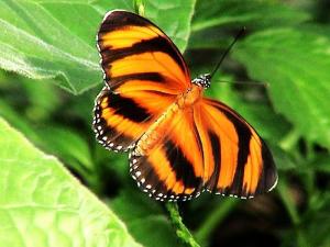 tiger stripes Black butterfly frilled leaves orange striping white HD wallpaper thumb