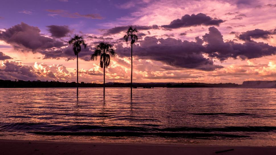 Beach, bay, palm trees, sunset, purple wallpaper,Beach HD wallpaper,Bay HD wallpaper,Palm HD wallpaper,Trees HD wallpaper,Sunset HD wallpaper,Purple HD wallpaper,1920x1080 wallpaper