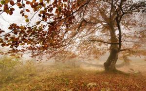Tree in the foggy fall day wallpaper thumb