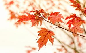 Red maple leaves, autumn, glare wallpaper thumb