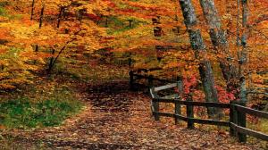 Autumn Path Through Woods wallpaper thumb