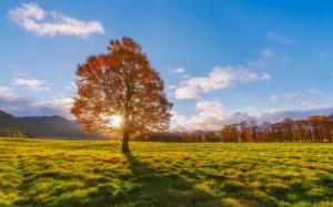 Autumn, fields, lonely tree, sun rays wallpaper thumb