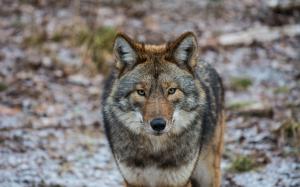 Animals close-up, coyote wallpaper thumb