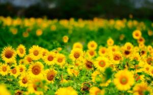 Summer Sunflowers Flowers Yellow Iphone wallpaper thumb