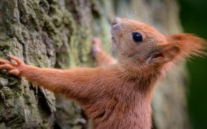 Squirrel, tree, bark wallpaper thumb