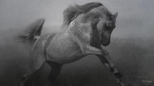 Horse In Black White #3 wallpaper thumb