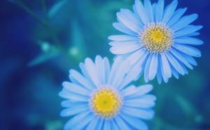 Blue daisies blurred close-up wallpaper thumb