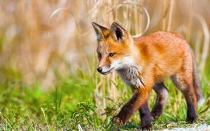 Little fox walks wallpaper thumb