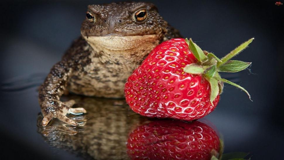 *** Frog With Strawberry *** wallpaper,strawberry HD wallpaper,frogs HD wallpaper,animals HD wallpaper,frog HD wallpaper,animal HD wallpaper,1920x1080 wallpaper