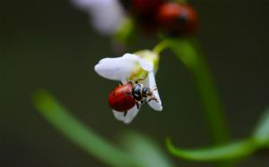 Ladybug on White Flower wallpaper thumb