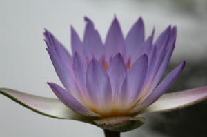 Lotus, Blurred, Nature, Flowers, Purple Flowers wallpaper thumb