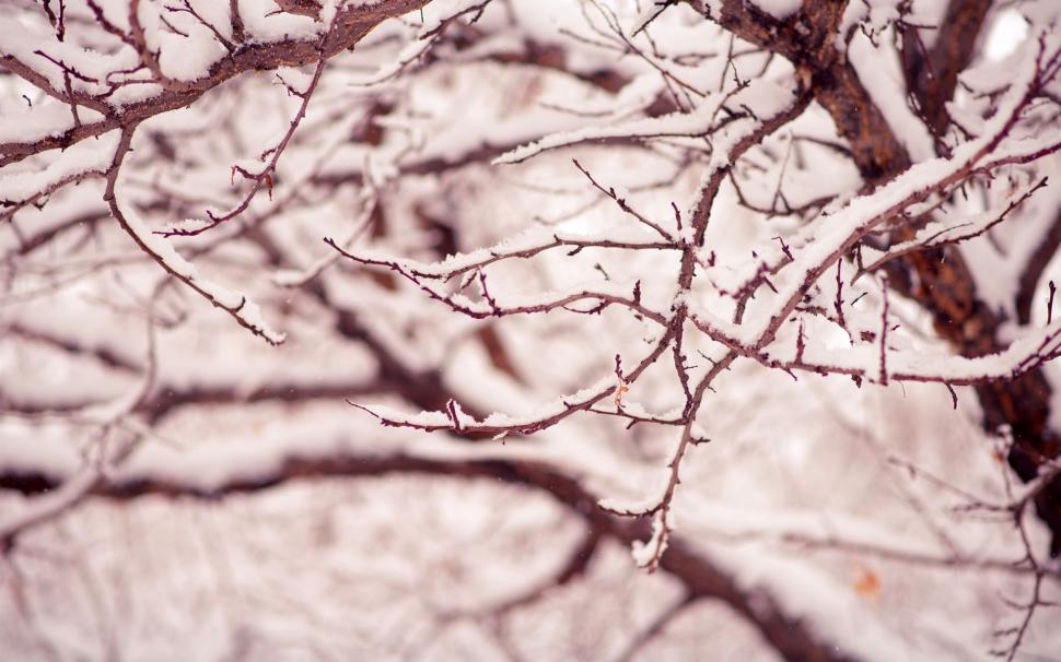 Winter, snow, tree, branches wallpaper,Winter HD wallpaper,Snow HD wallpaper,Tree HD wallpaper,Branches HD wallpaper,1920x1200 wallpaper