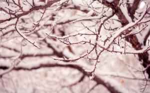 Winter, snow, tree, branches wallpaper thumb