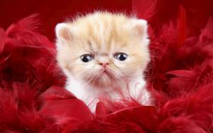 Cute Kitty as a Love Gift wallpaper thumb