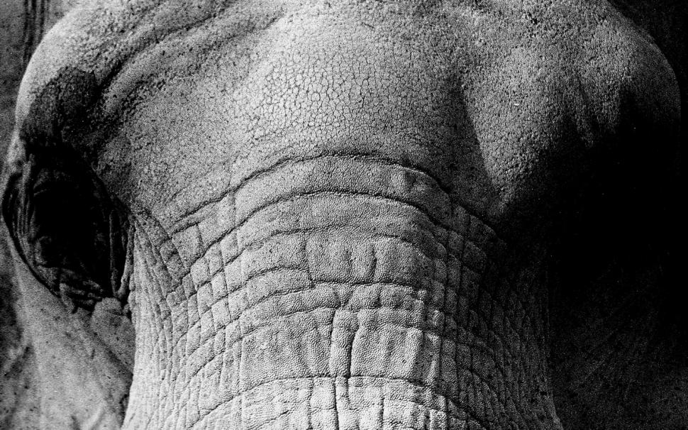 Elephant HD wallpaper,animals wallpaper,elephant wallpaper,1440x900 wallpaper