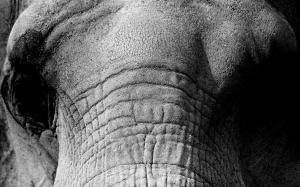 Elephant HD wallpaper thumb