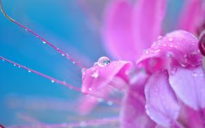 Pink flower petals close-up, dew, water drops wallpaper thumb