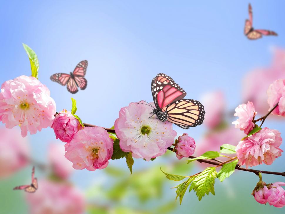 Spring, pink flowers, butterflies, blue sky wallpaper,Spring HD wallpaper,Pink HD wallpaper,Flowers HD wallpaper,Butterflies HD wallpaper,Blue HD wallpaper,Sky HD wallpaper,2560x1920 wallpaper