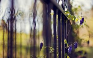 Flower Macro Fence Gate Blur HD wallpaper thumb