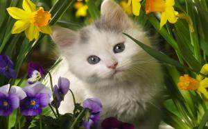Kitten in the spring flowers wallpaper thumb