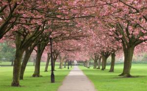 Walking under the flowering cherry trees wallpaper thumb