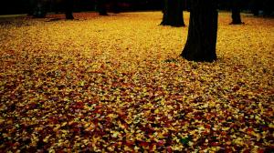 Autumn Leaves Leaf HD wallpaper thumb