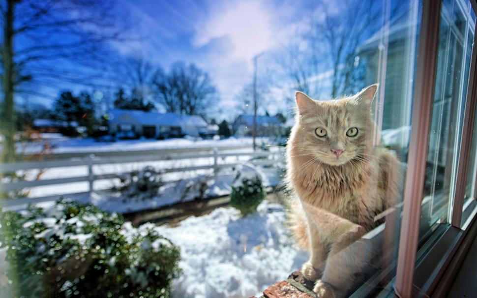 Cat in the window, snow winter wallpaper,Cat HD wallpaper,Window HD wallpaper,Snow HD wallpaper,Winter HD wallpaper,1920x1200 wallpaper
