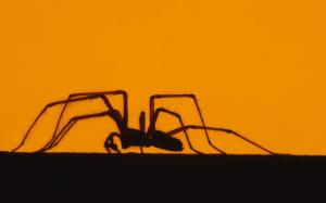 Spider silhouette wallpaper thumb
