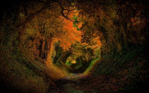 Trees, hole, nature, forest, road, autumn, colors, leaves wallpaper thumb