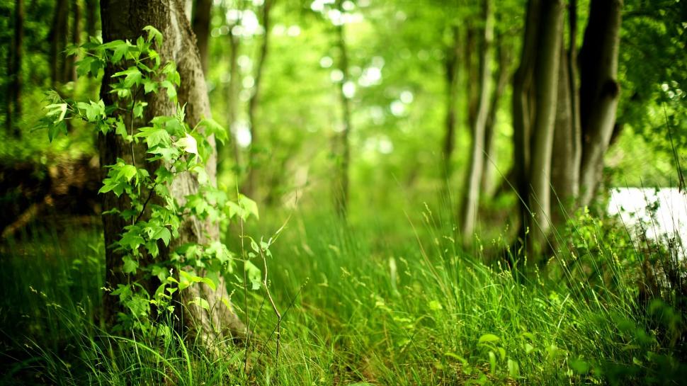 Beautiful Spring Forest Wallpapaper Desktop wallpaper | nature and ...