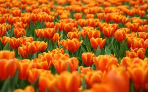 Orange Tulips wallpaper thumb