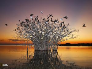 Lake Sunset Tree Birds HD wallpaper thumb
