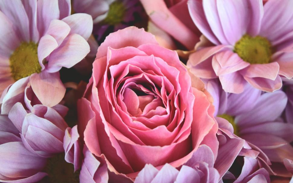 Flowers roses pink beautiful wallpaper,roses HD wallpaper,pink HD wallpaper,beautiful HD wallpaper,1920x1200 wallpaper