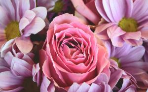 flowers roses pink beautiful wallpaper thumb